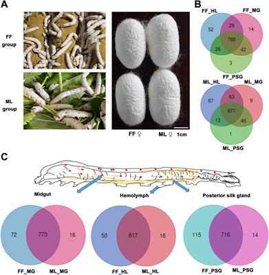 Multi-tissue metabolomic profiling reveals potential mechanisms of cocoon yield in silkworms (Bombyx mori) fed formula feed versus mulberry leaves